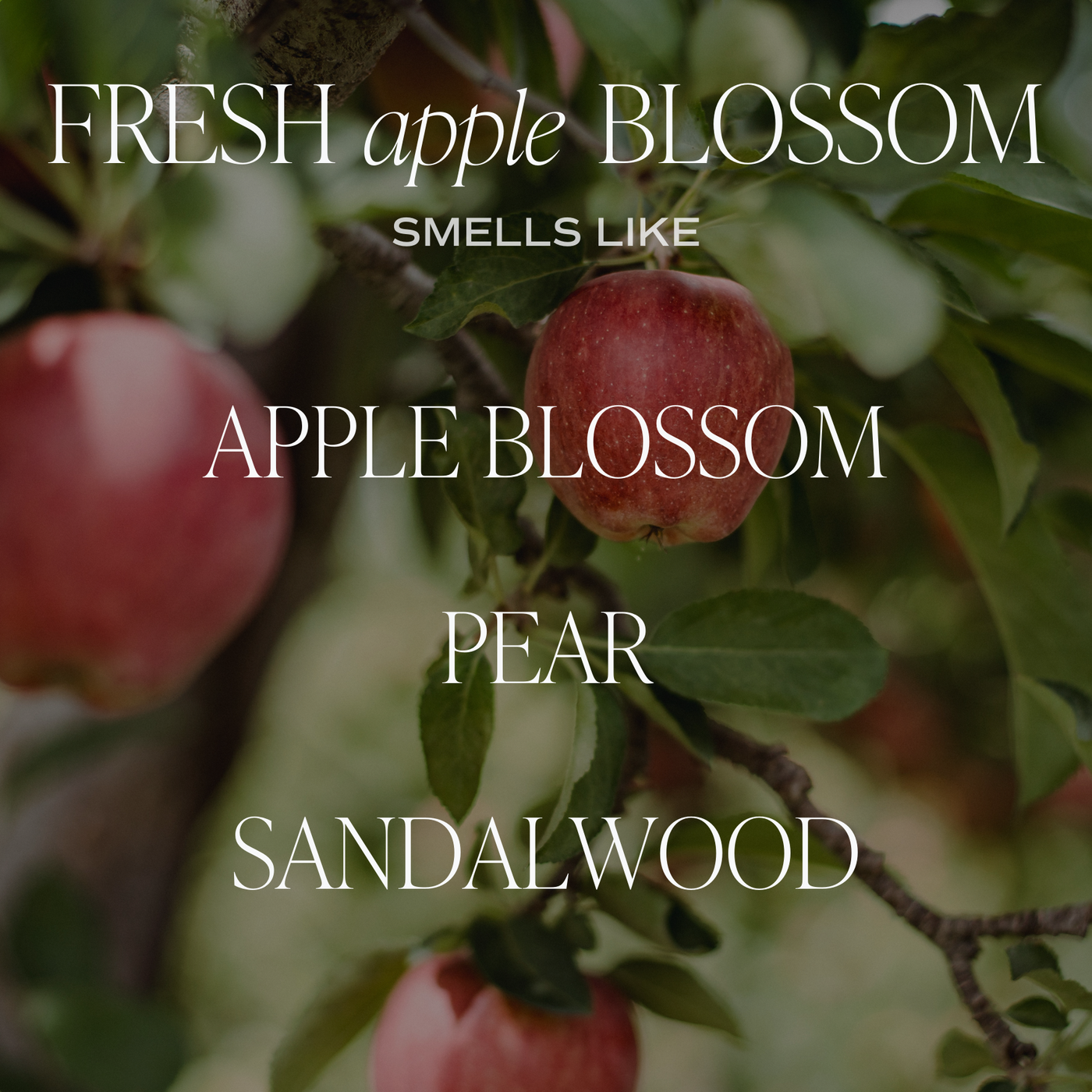 Fresh Apple Blossom Soy Candle - Amber Jar - 11 oz