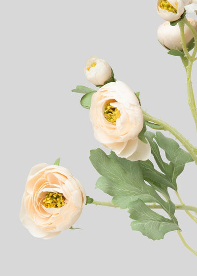 Artificial Blooming Ranunculus Flowers in Blush - 21" - Sweet Water Decor - faux flower