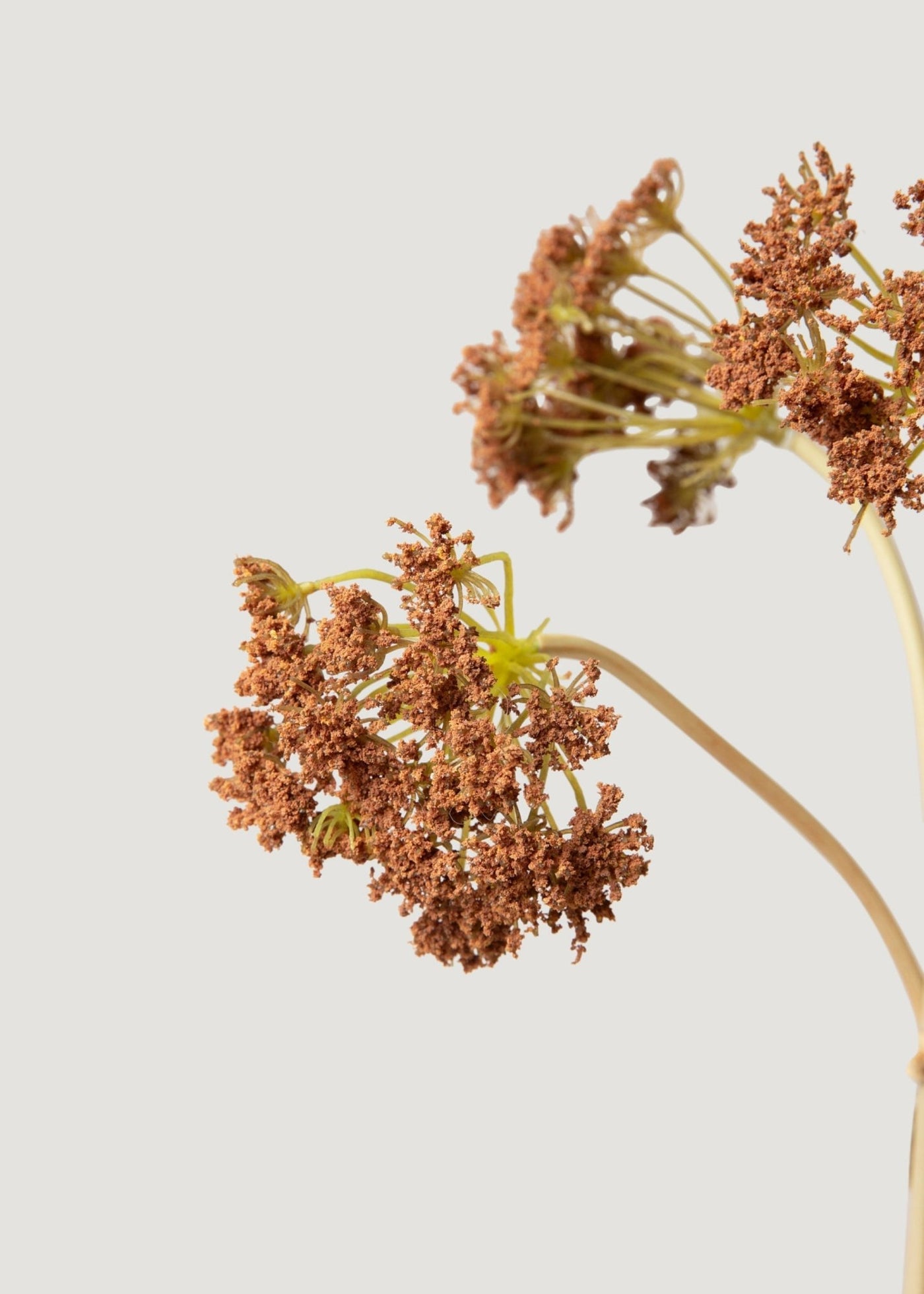 Bronze Brown Fake Yarrow Bundle of 5 - 18.75" - Sweet Water Decor - faux flower