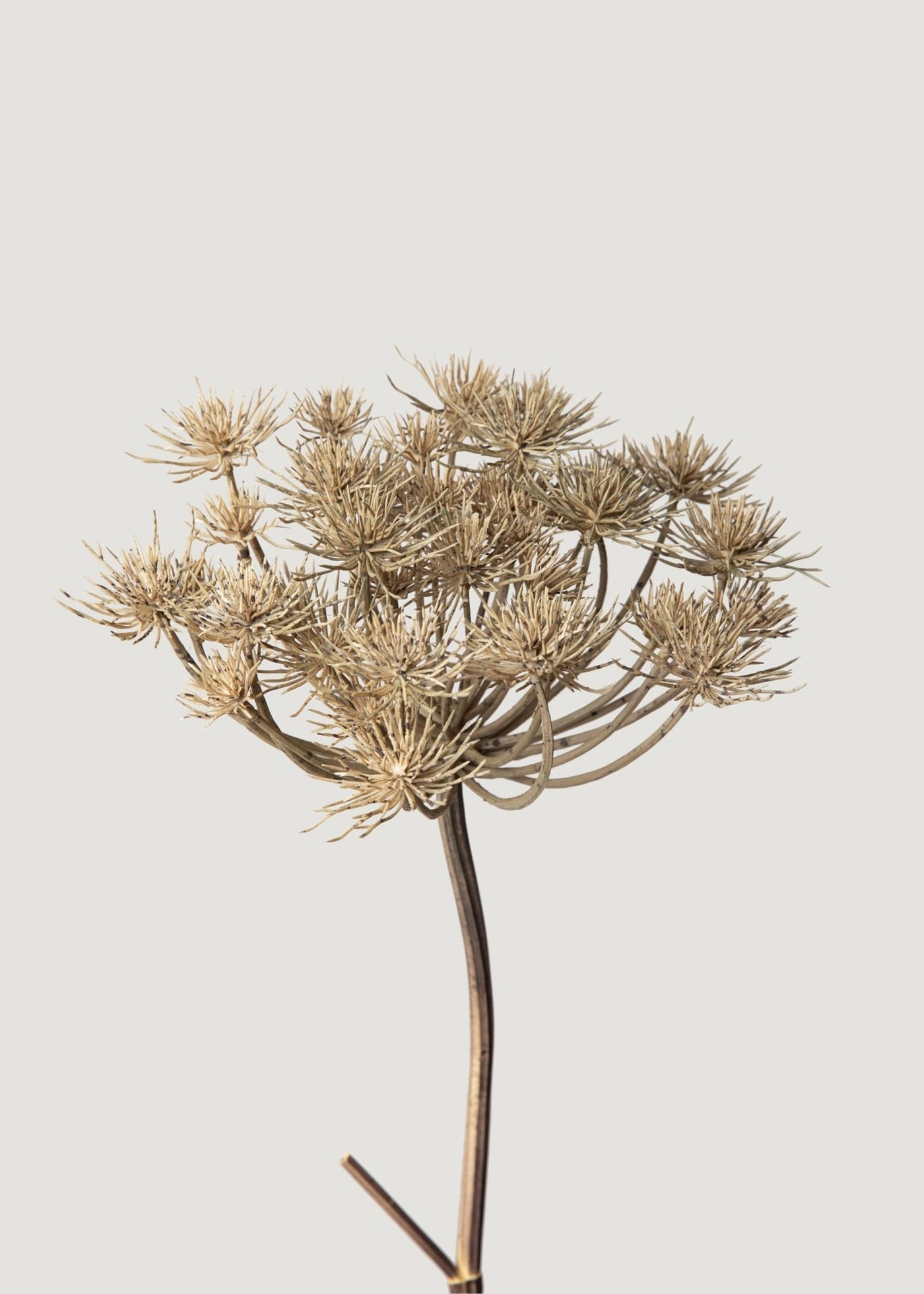 Natural Brown Artificial Wild Angelica Flower - 35.25" - Sweet Water Decor - faux flower