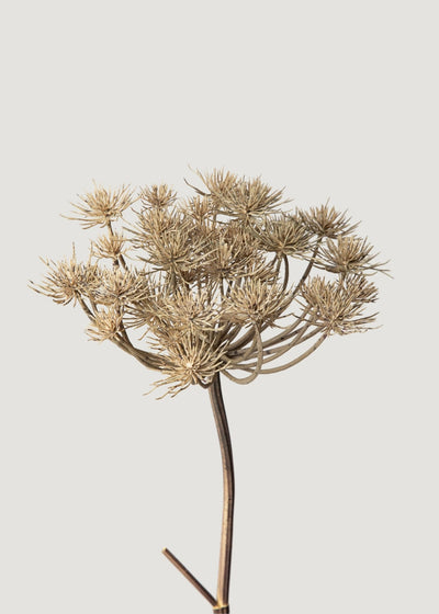 Natural Brown Artificial Wild Angelica Flower - 35.25" - Sweet Water Decor - faux flower