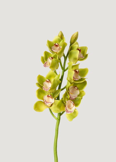 Green Burgundy Faux Cymbidium Orchids - 28.5" - Sweet Water Decor - faux flower