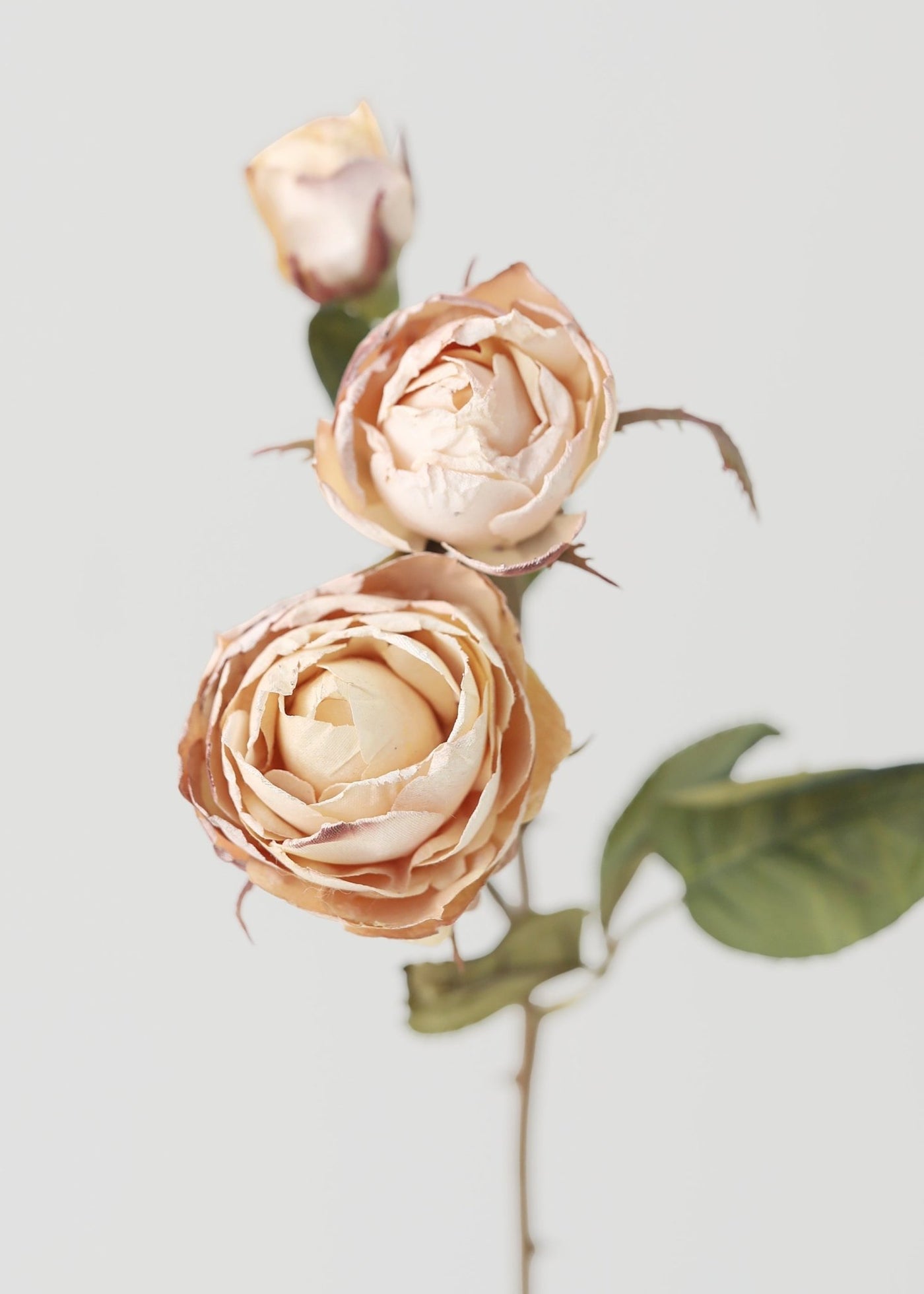 Dried Look Fake Roses in Beige - 21" - Sweet Water Decor - faux flower