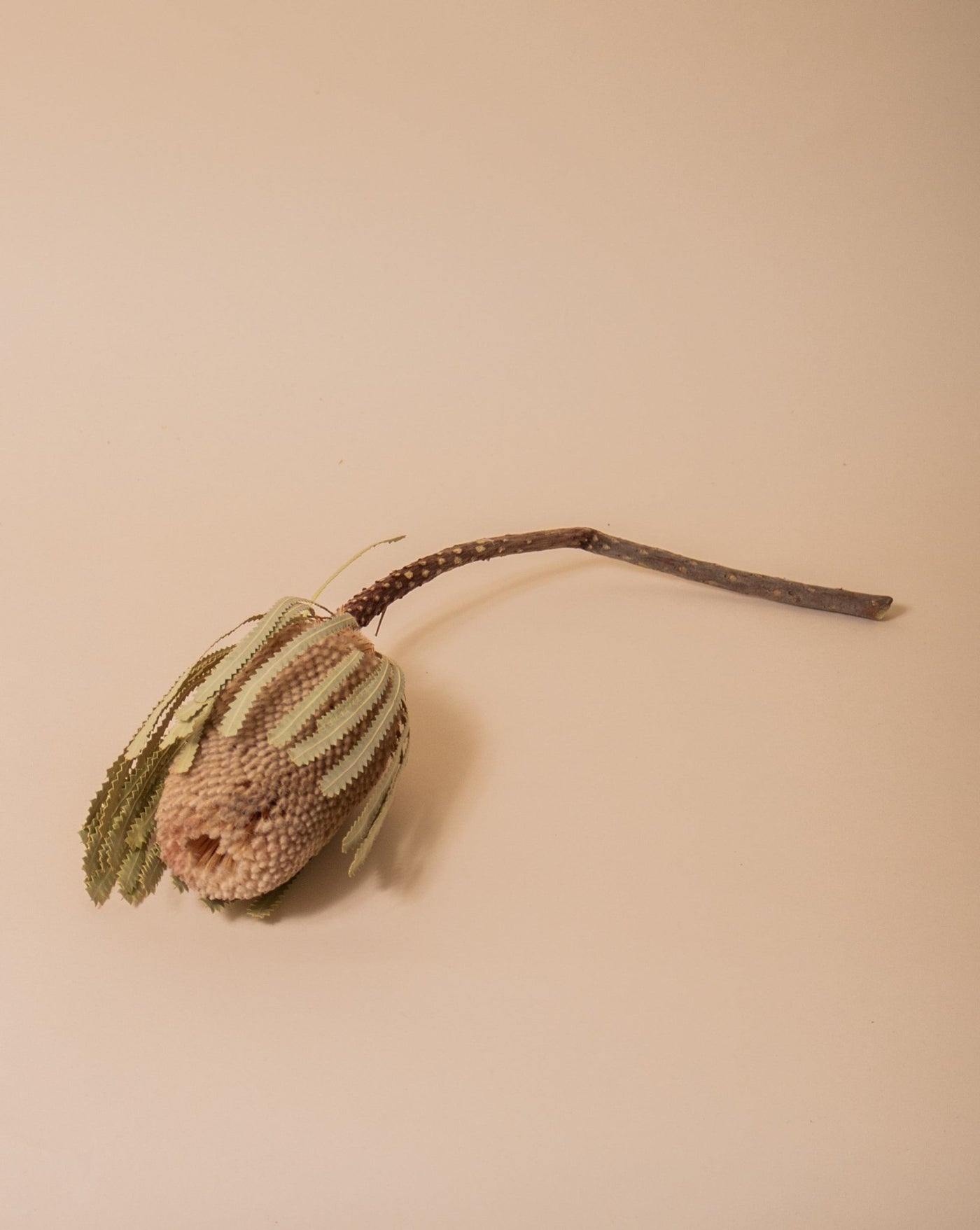 Banksia Natural - Sweet Water Decor - faux flower