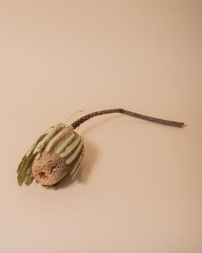 Banksia Natural - Sweet Water Decor - faux flower