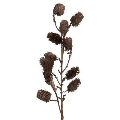 Botanical Sage - Sweet Water Decor - dried sage