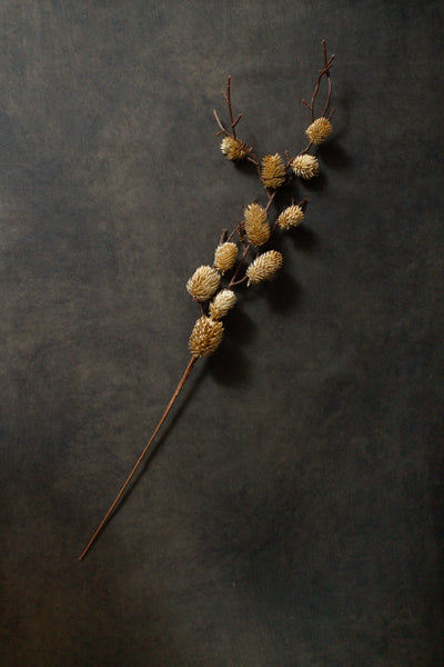 Botanical Sage - Sweet Water Decor - dried sage