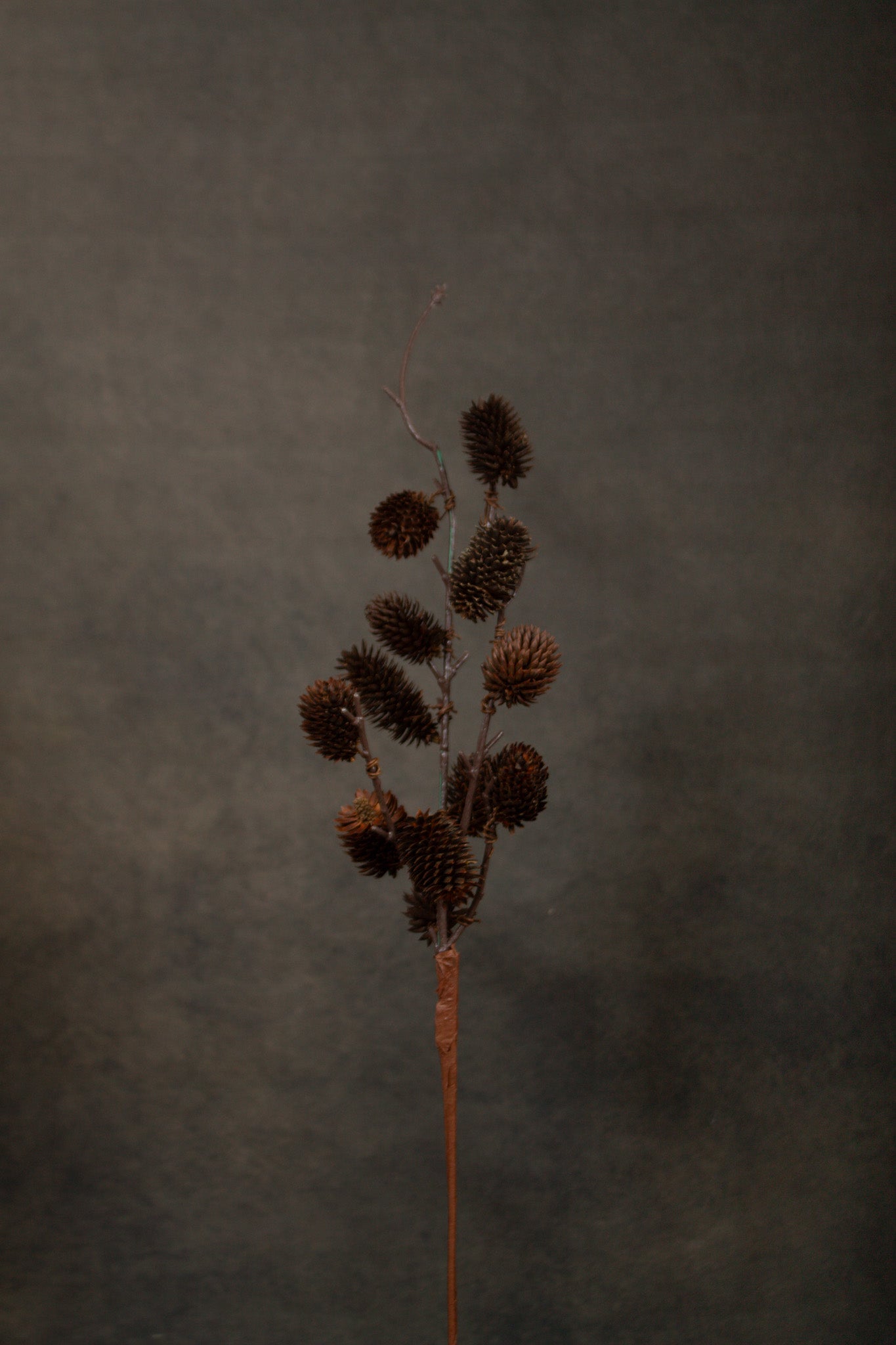 Botanical Sage - Sweet Water Decor - dried sage