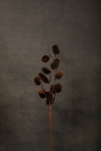 Botanical Sage - Sweet Water Decor - dried sage