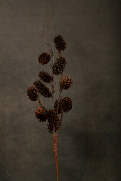 Botanical Sage - Sweet Water Decor - dried sage