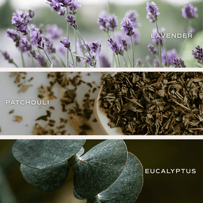 Calm and Comfort Clear Reed Diffuser (Self Care Lavender and Eucalyptus) - Sweet Water Decor - Reed Diffusers