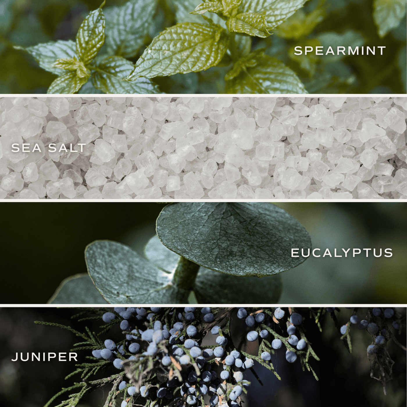 Restore and Renew White Eucalyptus 4.6 oz Bath Bomb - Sweet Water Decor - Bath Bomb
